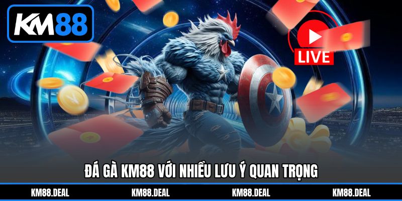 Đá gà KM88 với nhiều lưu ý quan trọng Đá gà KM88 với nhiều lưu ý quan trọng